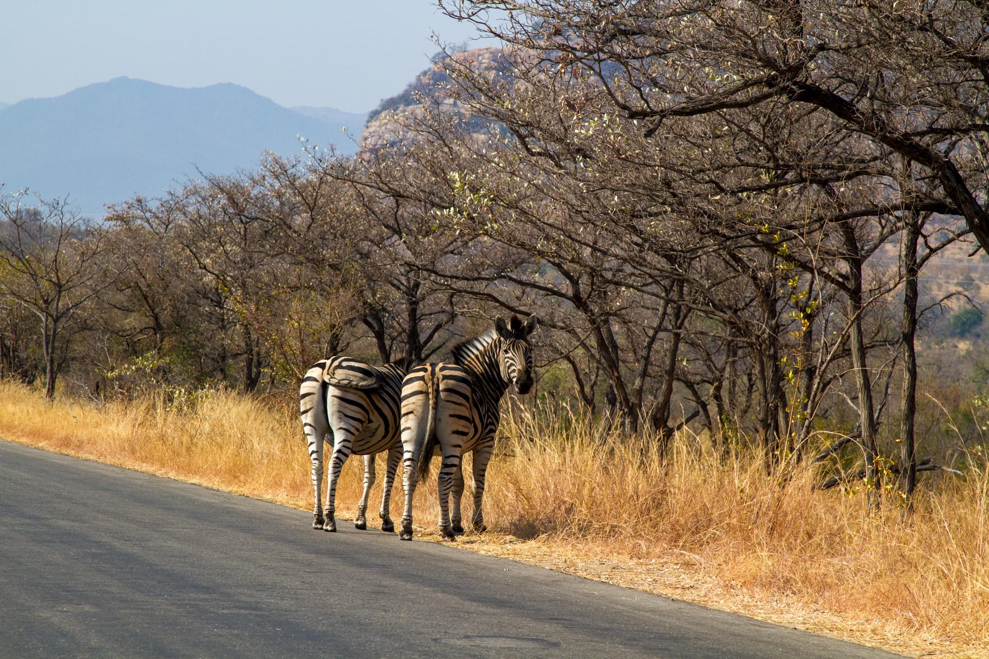 20120731   Sudafrica 0550